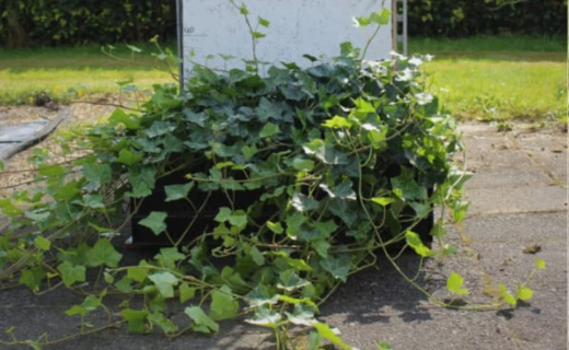 Klimop - Hedera Hibernica