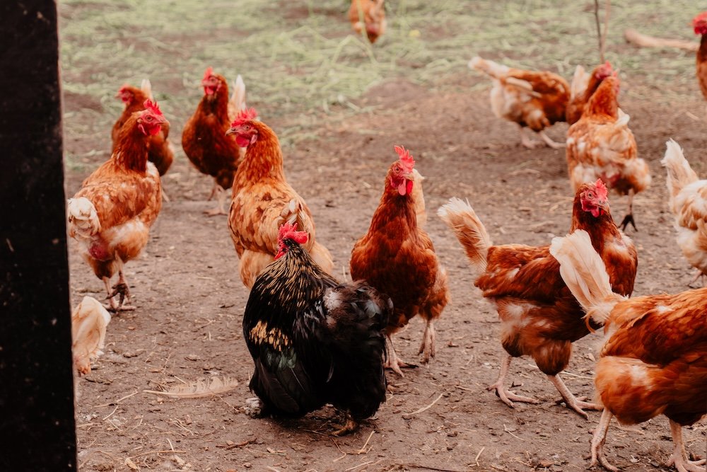 6 stuks Biologische Hennen-Eitjes - Afbeelding 5