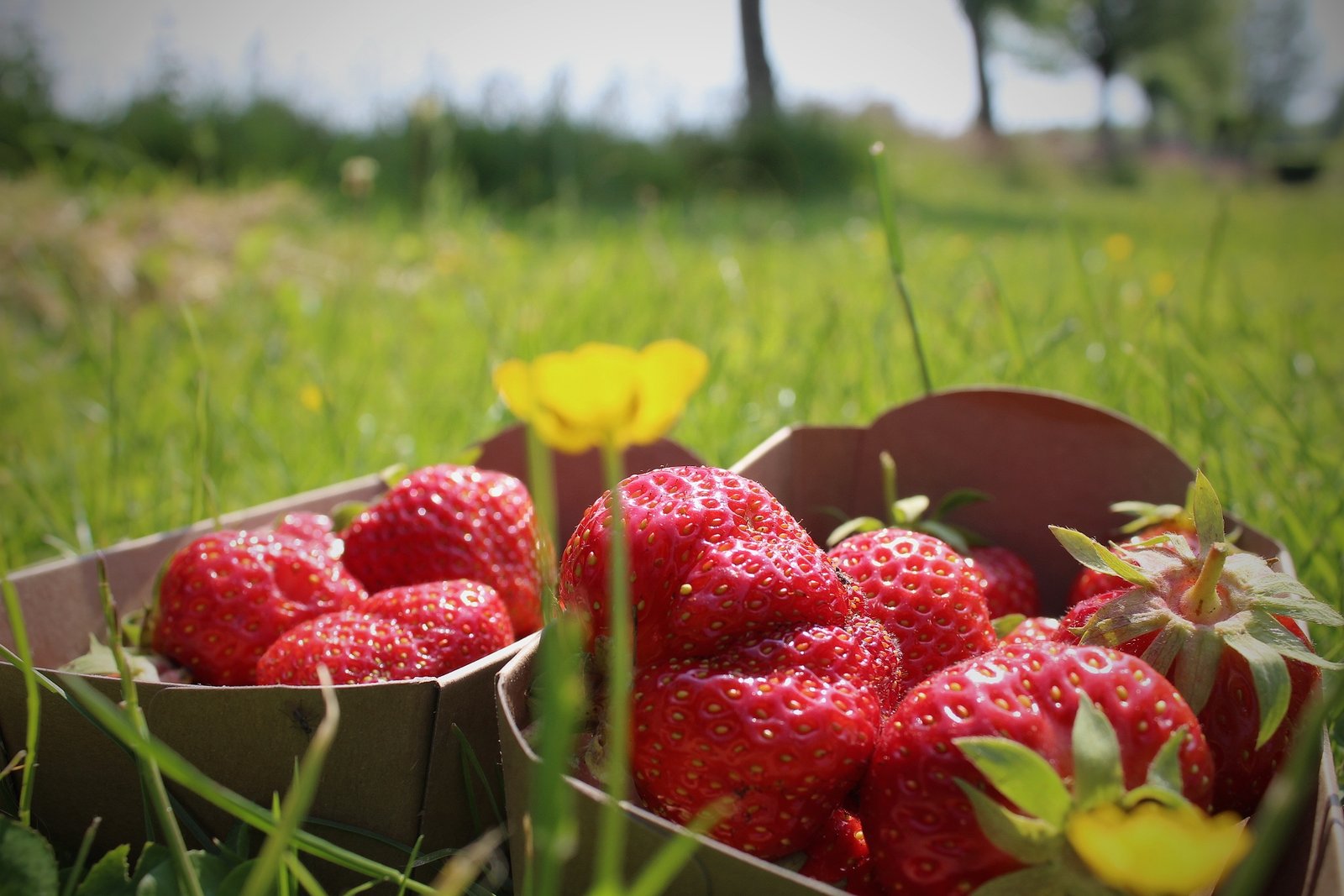 Aardbeien! uit de vollegrond, gevoed met stalmest - Afbeelding 4