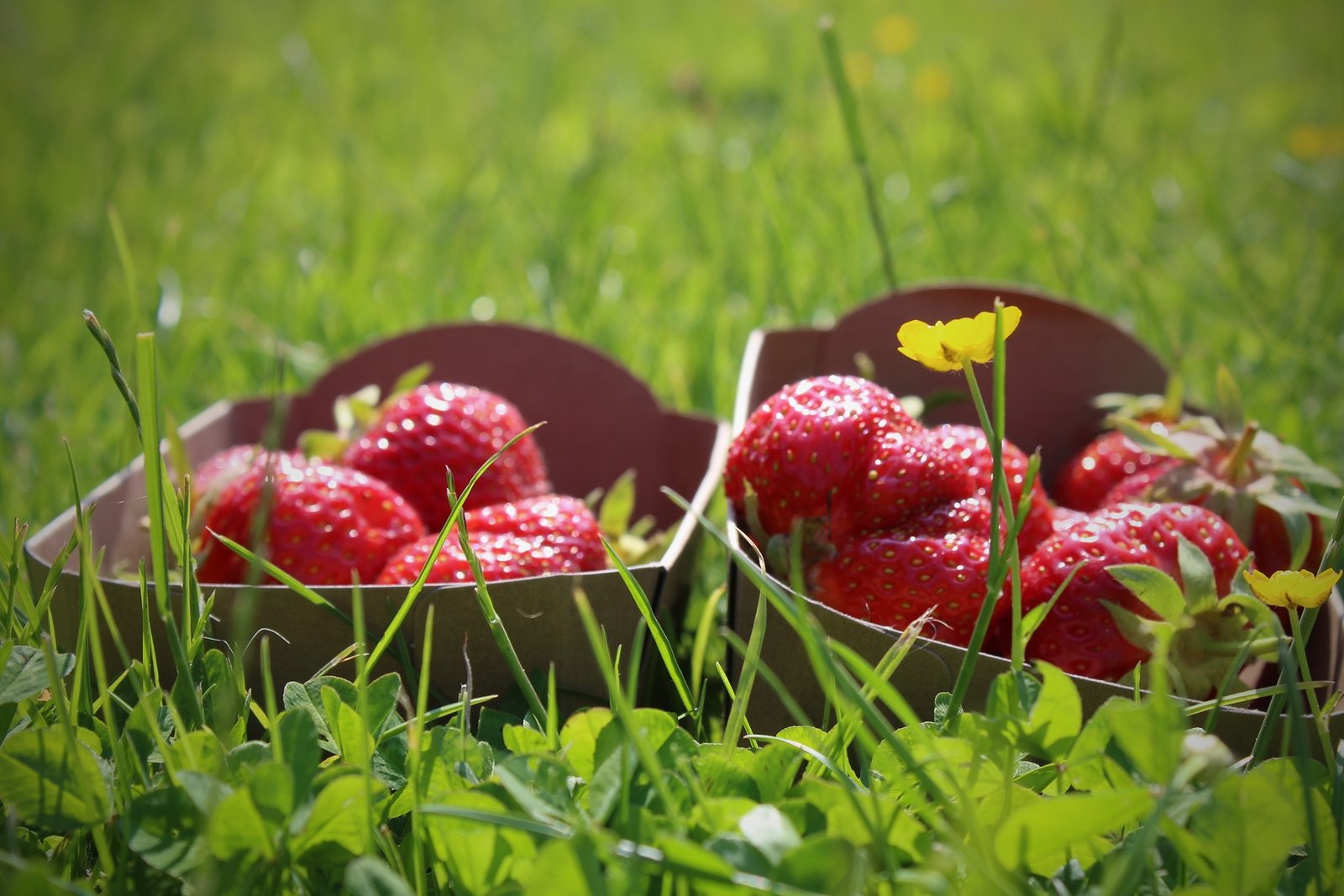 Aardbeien! uit de vollegrond, gevoed met stalmest - Afbeelding 3