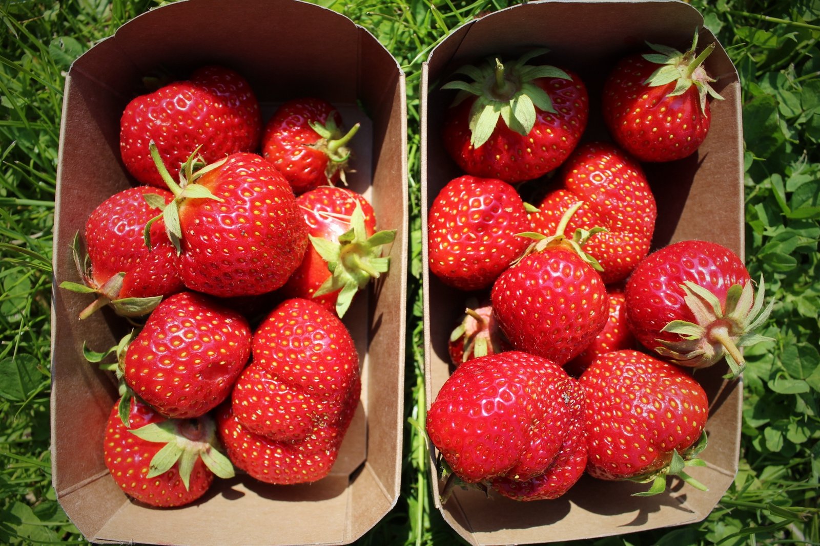 Aardbeien! uit de vollegrond, gevoed met stalmest - Afbeelding 2