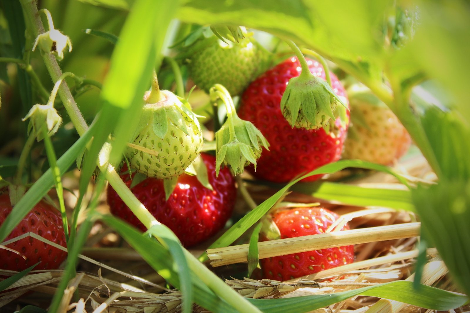 Aardbeien! uit de vollegrond, gevoed met stalmest - Afbeelding 5