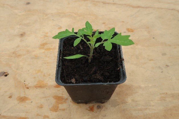 Tomatenplantjes - Afbeelding 4