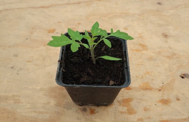 Tomatenplantjes - Afbeelding 5
