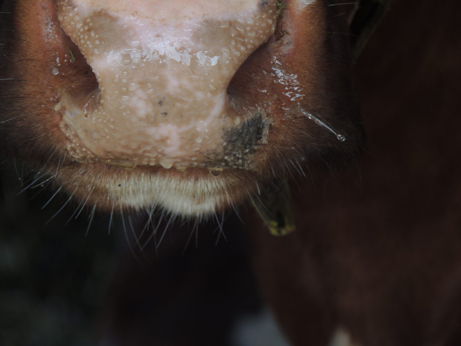 Hoogwaardig Biologische Rundvlees Pakketten