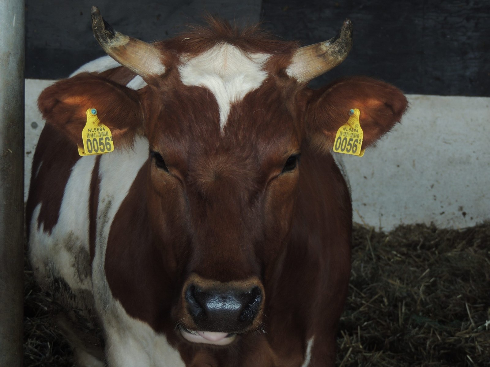 Hoogwaardig Biologische Rundvlees Pakketten - Afbeelding 3