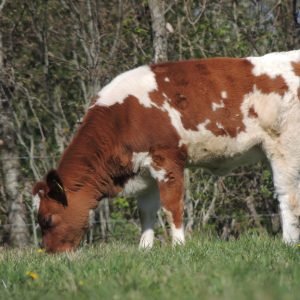 Biologische Runder Rosbief