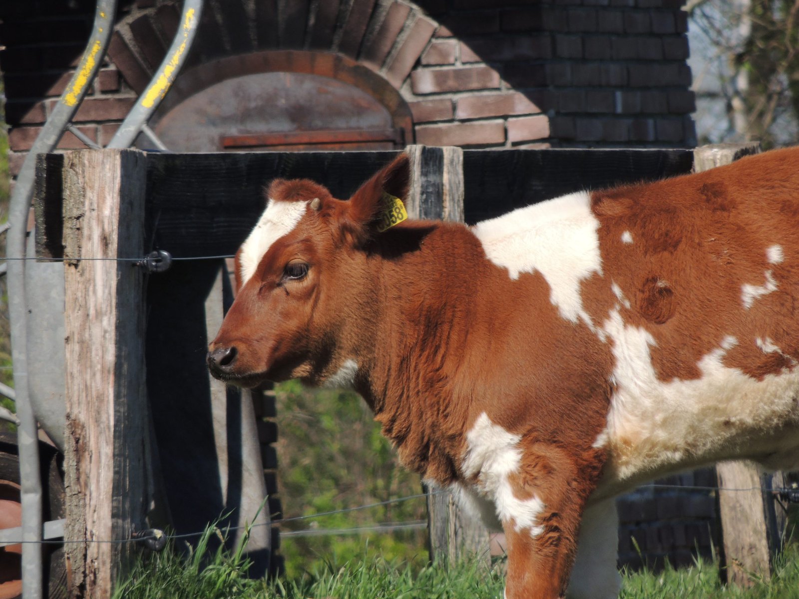 Hoogwaardig Biologische Rundvlees Pakketten - Afbeelding 7