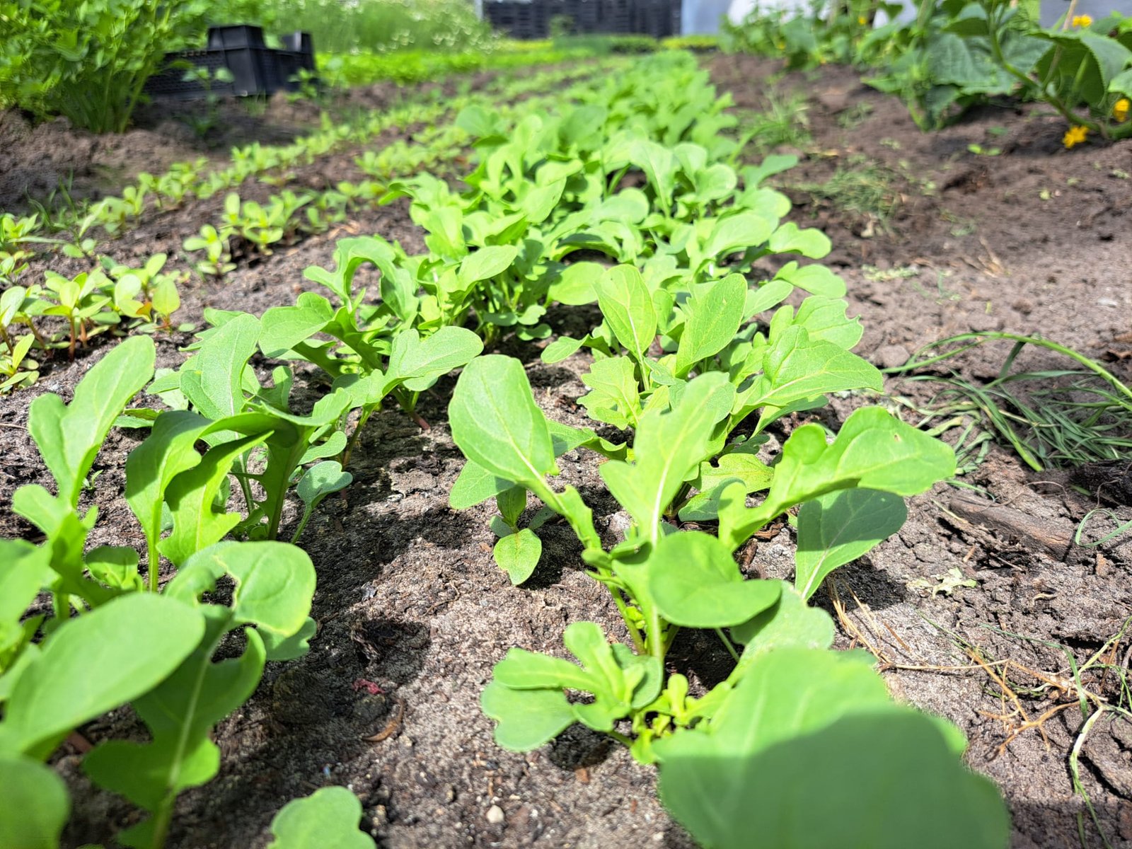 Rucola (100 gram)