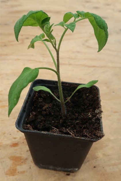 Tomatenplantjes - Afbeelding 3