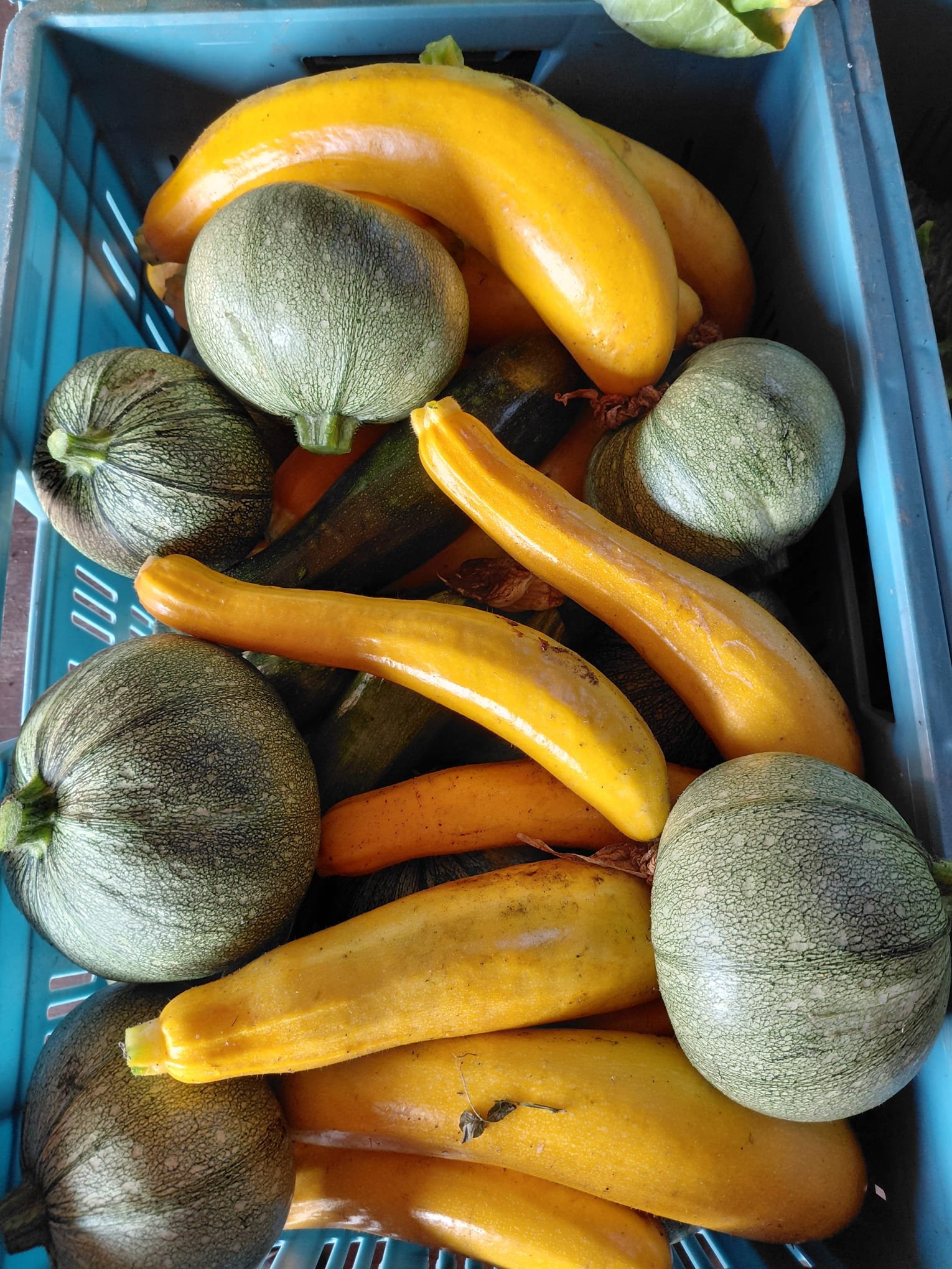 Courgette - Afbeelding 2