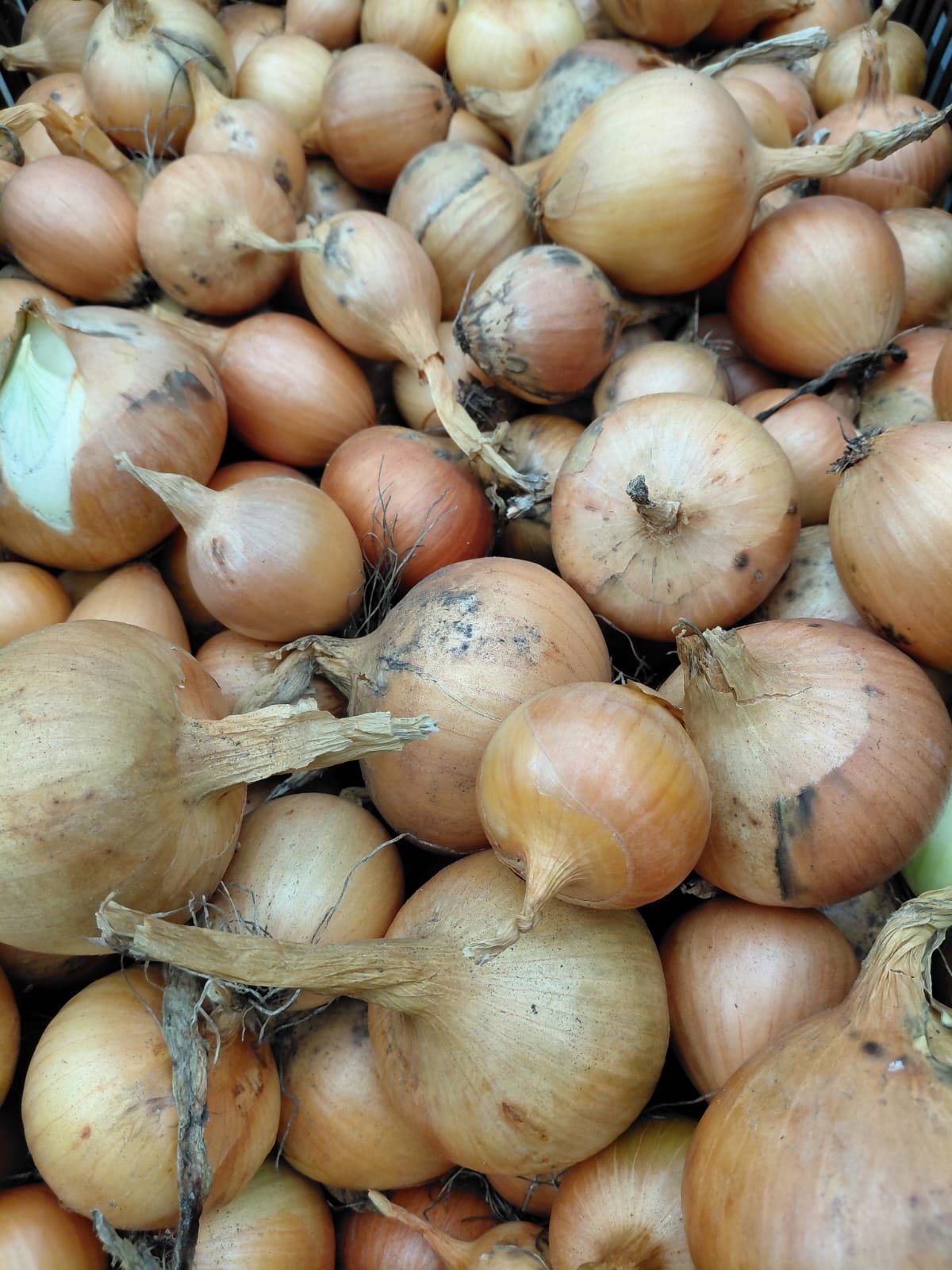 Gele Ui (per kg)