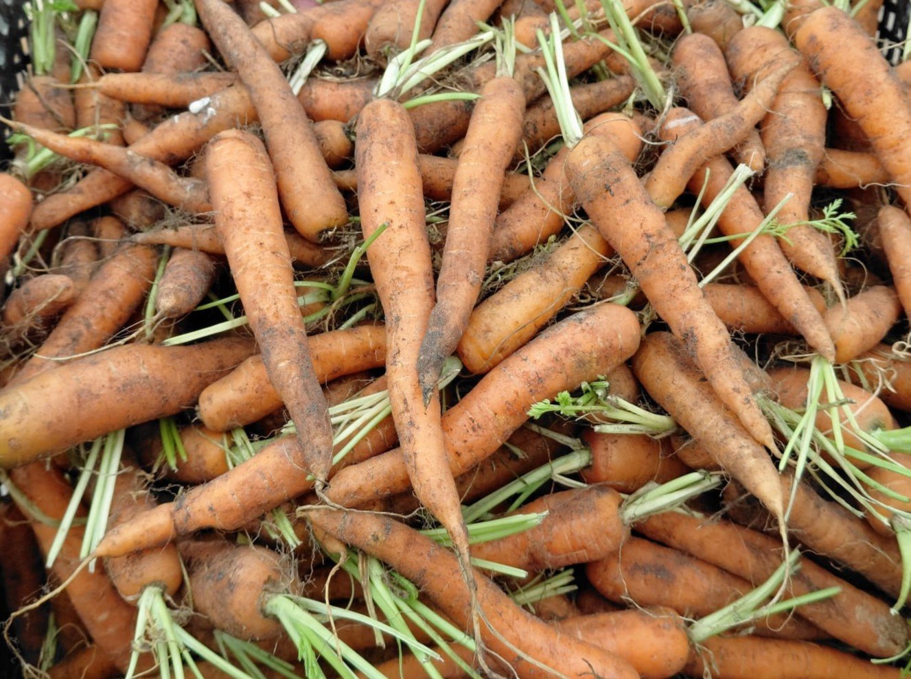 Wortels (per kg)