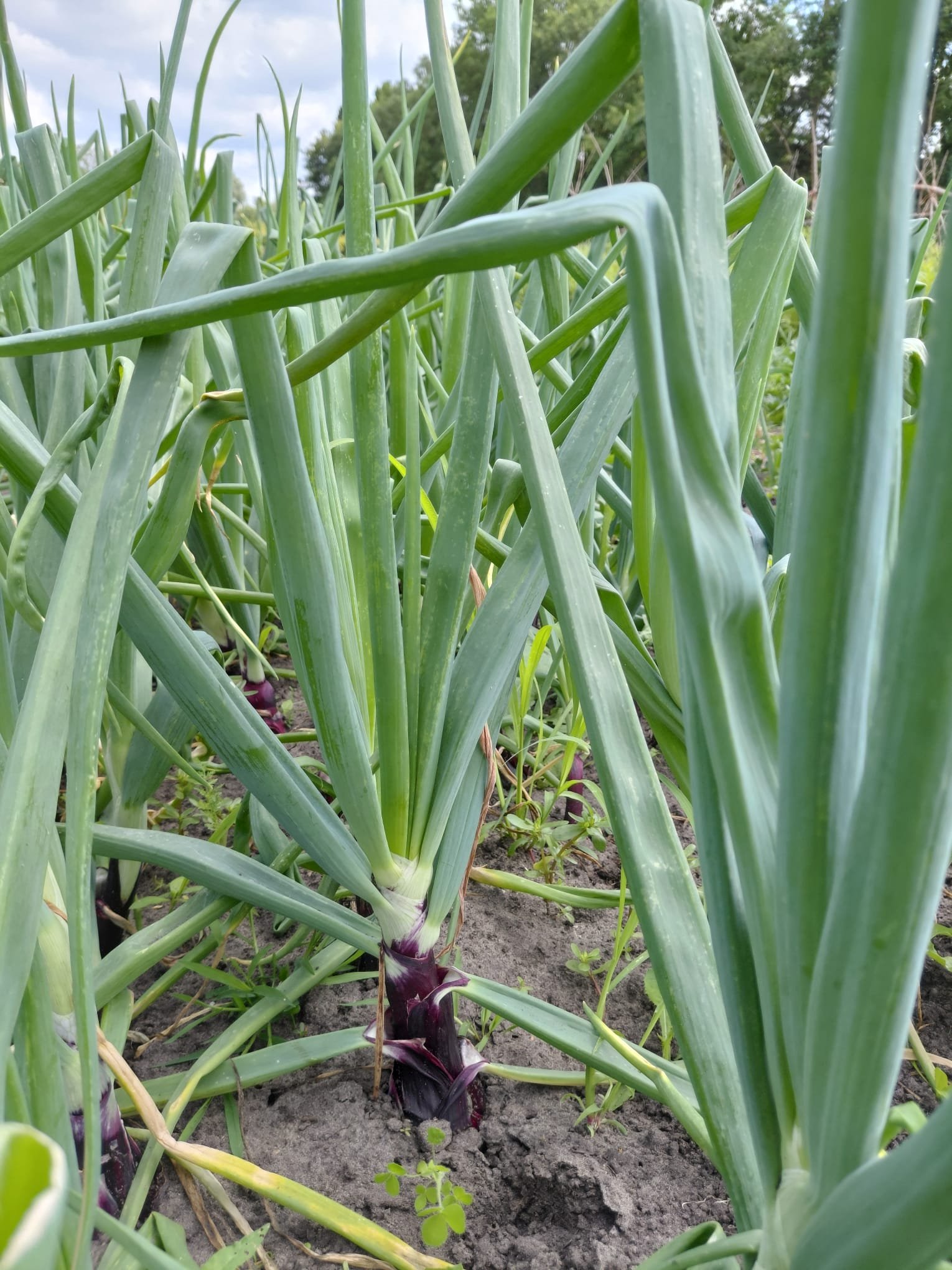 Rode Ui (per kg) - Afbeelding 2