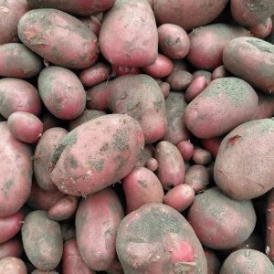 Biologisch Aardappelen Alouette p/kg