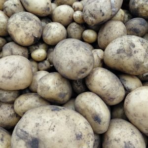 Biologisch Aardappelen Twinner p/kg