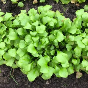 Winterpostelein (250 gram)