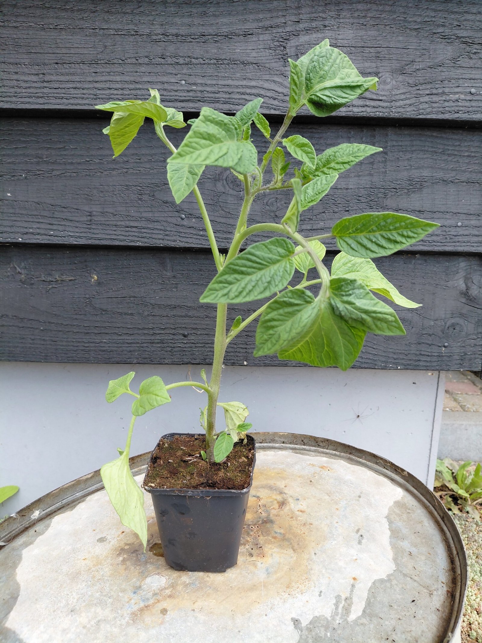 Tomatenplantjes