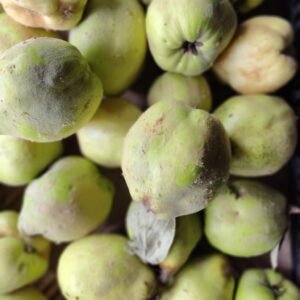 Kweeperen (per kg)