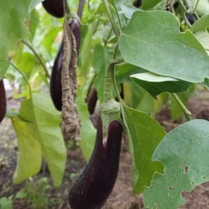 Aubergine